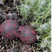 Массажный мяч двойной PowerPlay PP-4352 Epp foam peanut ball (d8*16cm.) Черный/Красный