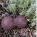 Массажный мяч двойной PowerPlay PP-4352 Epp foam peanut ball (d8*16cm.) Черный/Красный